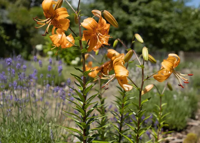 Osada Jezdziecka Bata * Mirsk